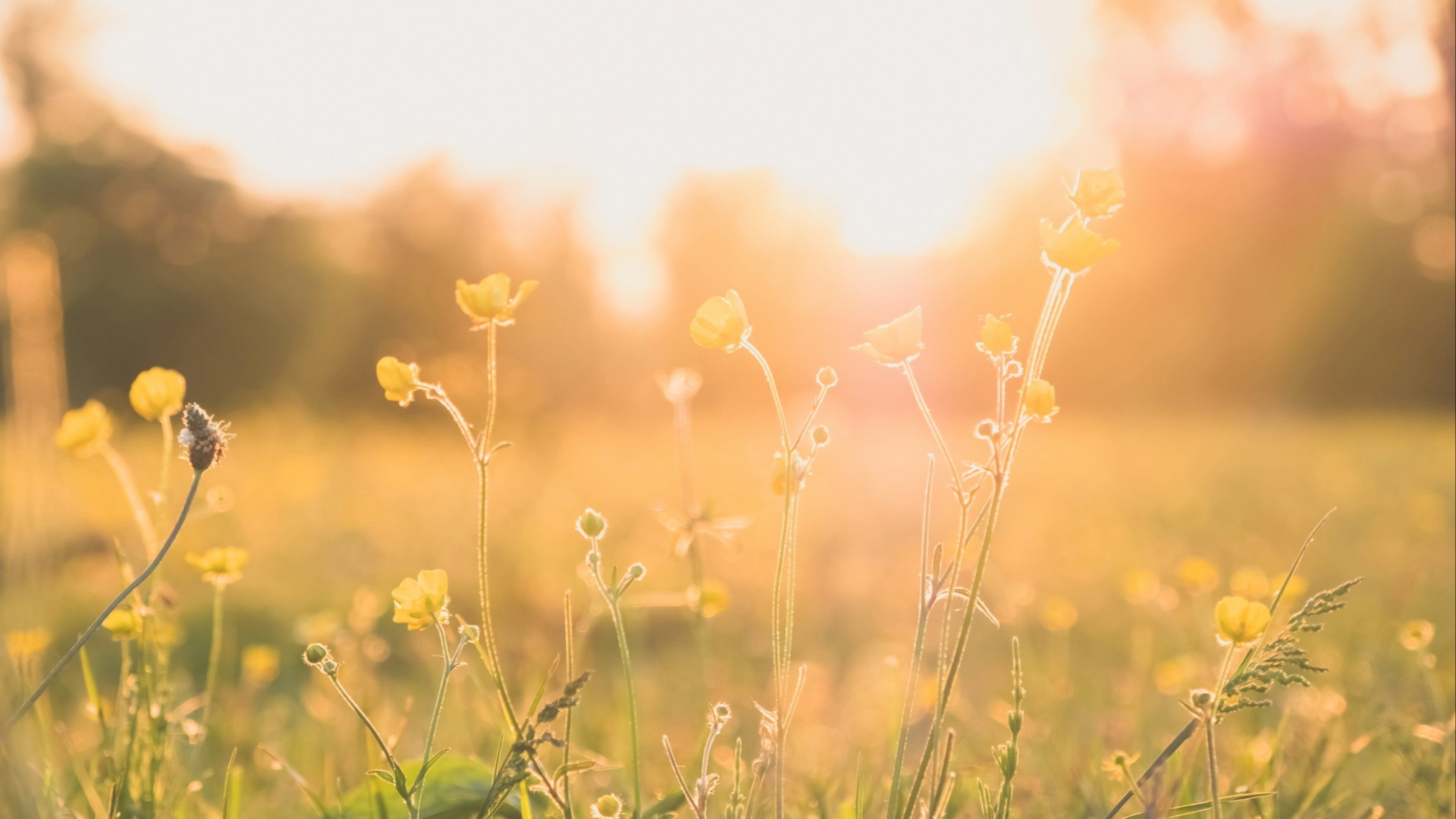 The Hidden Face of Allergy