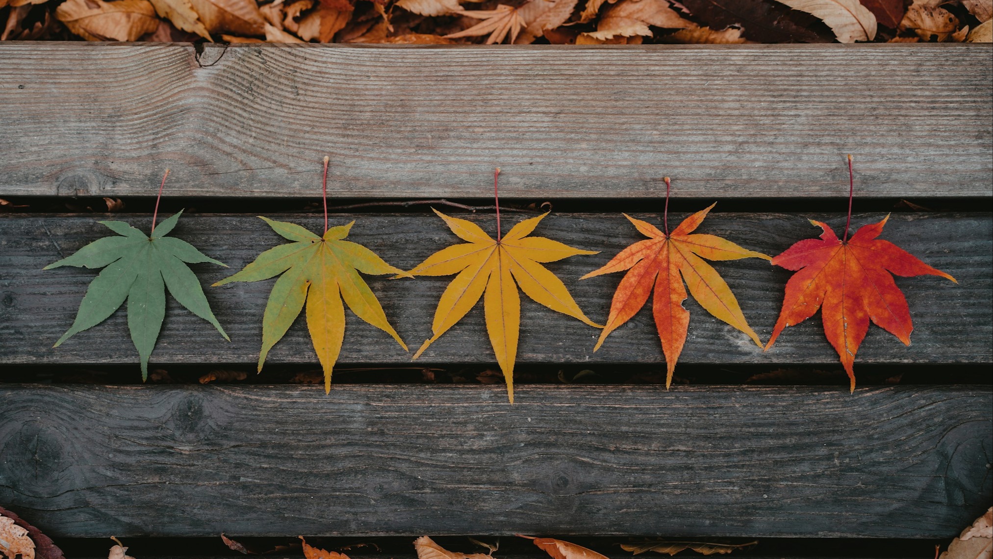 Mevsimlerin İnsan İçin Yarattığı Denge