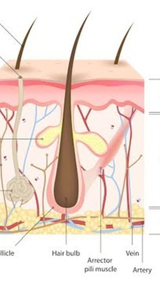 Sa%C3%A7+sa%C4%9Fl%C4%B1%C4%9F%C4%B1%2C+%C5%9Fampuan+se%C3%A7imi%2C+dermatolojinin+%C3%B6nemi.++++++++